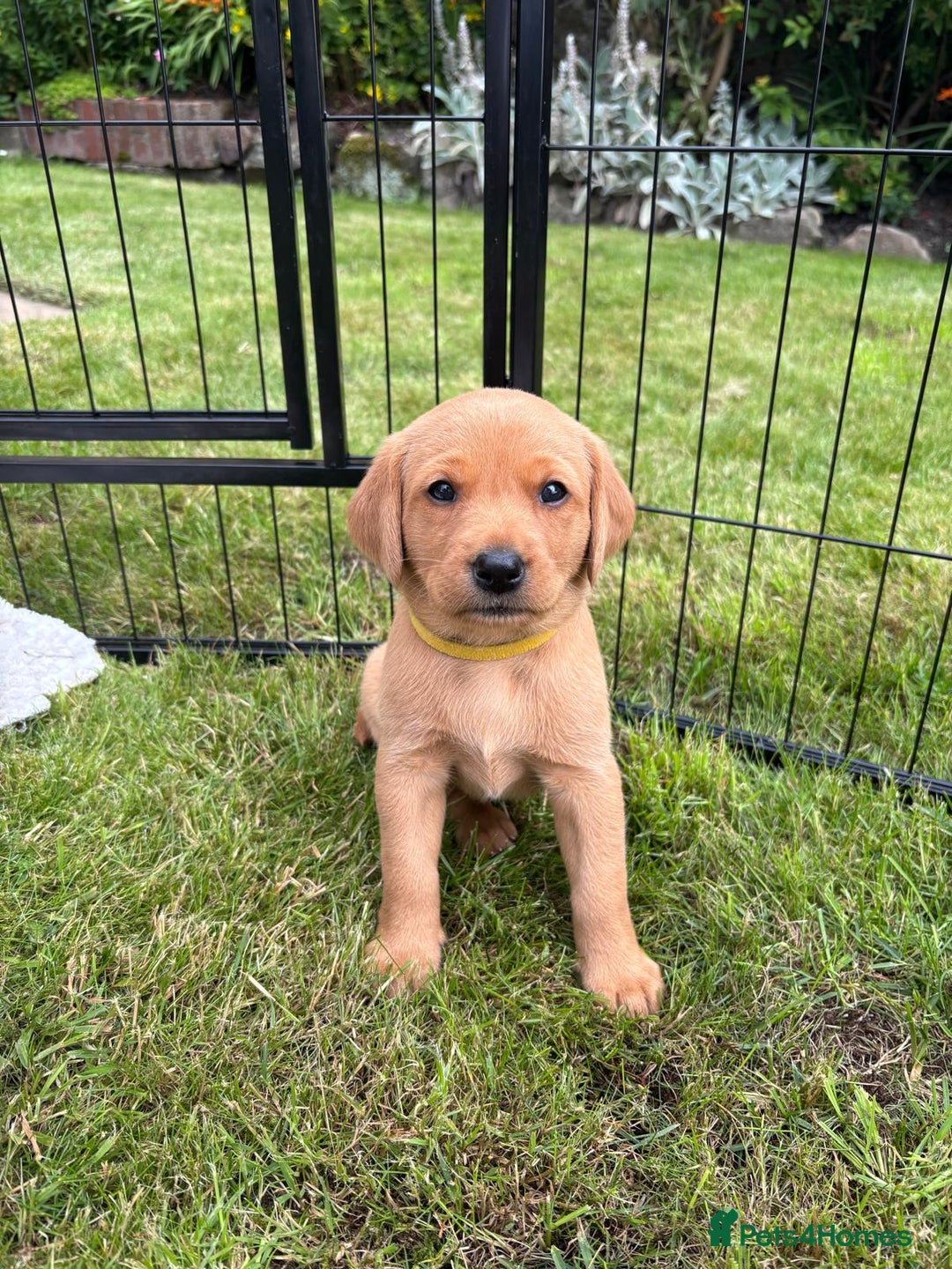 Labrador Retriever dogs for sale: Stunning, KC registered, Fox Red Labrador puppies. - Image 29