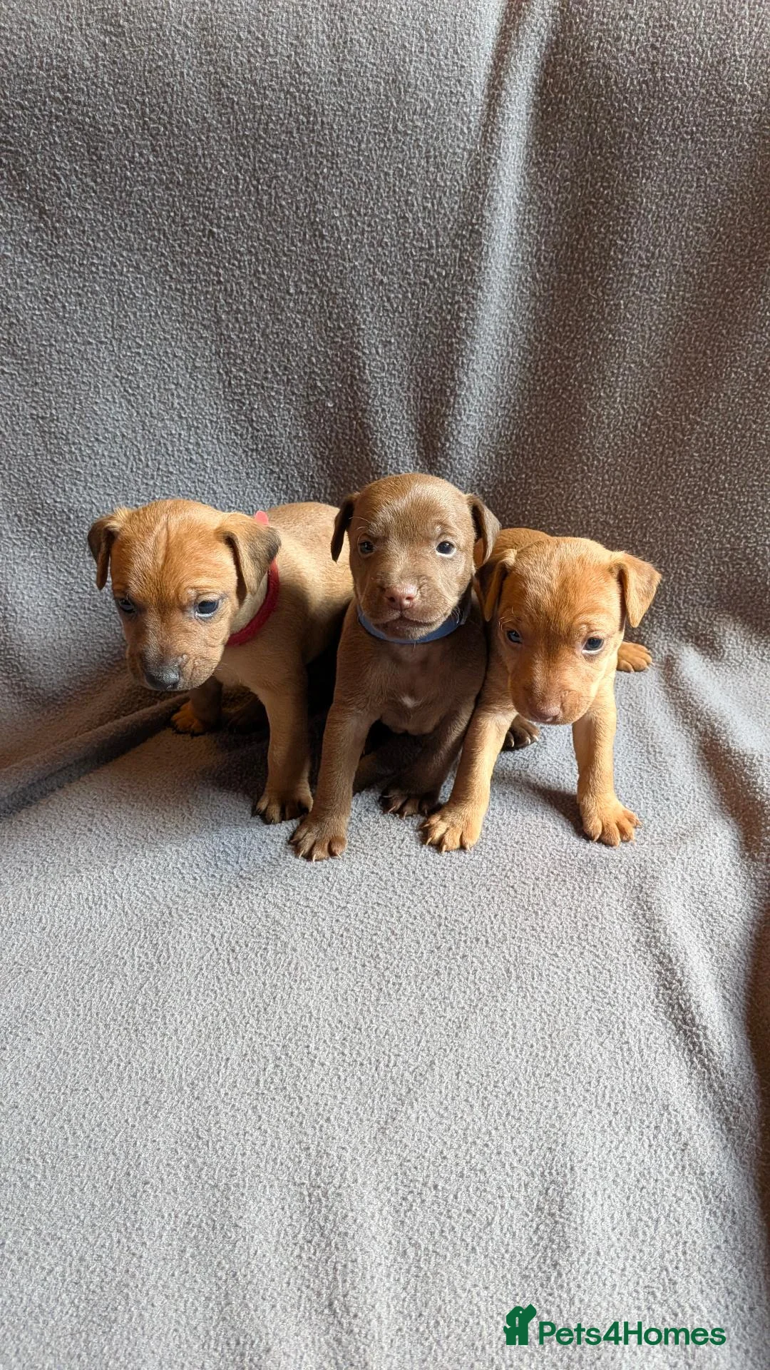 Patterdale Terrier dogs for sale: Smooth coat Patterdale Terrier Puppies - Advert 2