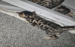 Bengal cats for sale: Pure pedigree bengals avaliable  - Image 19