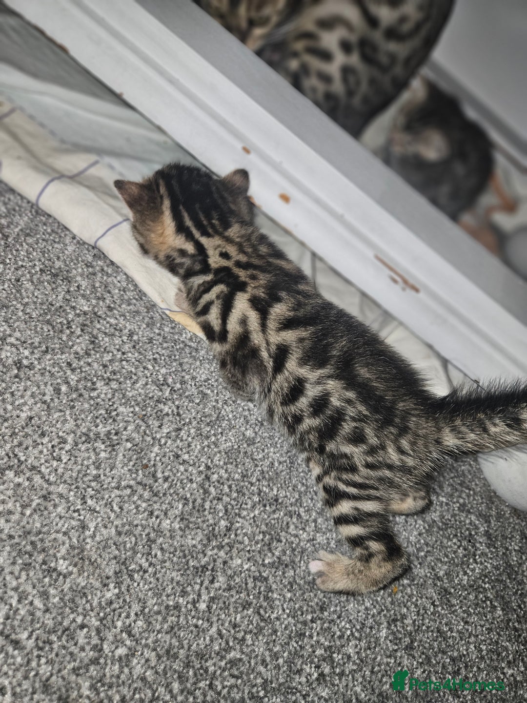 Bengal cats for sale: Pure pedigree bengals avaliable  - Image 19