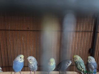 Budgerigars birds budgies for sale - Advert 12