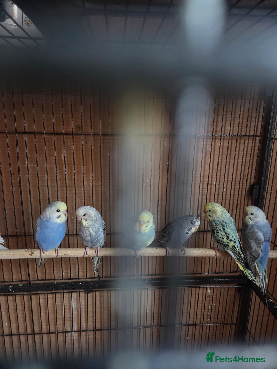 Budgerigars birds for sale:  budgies for sale - Advert 8