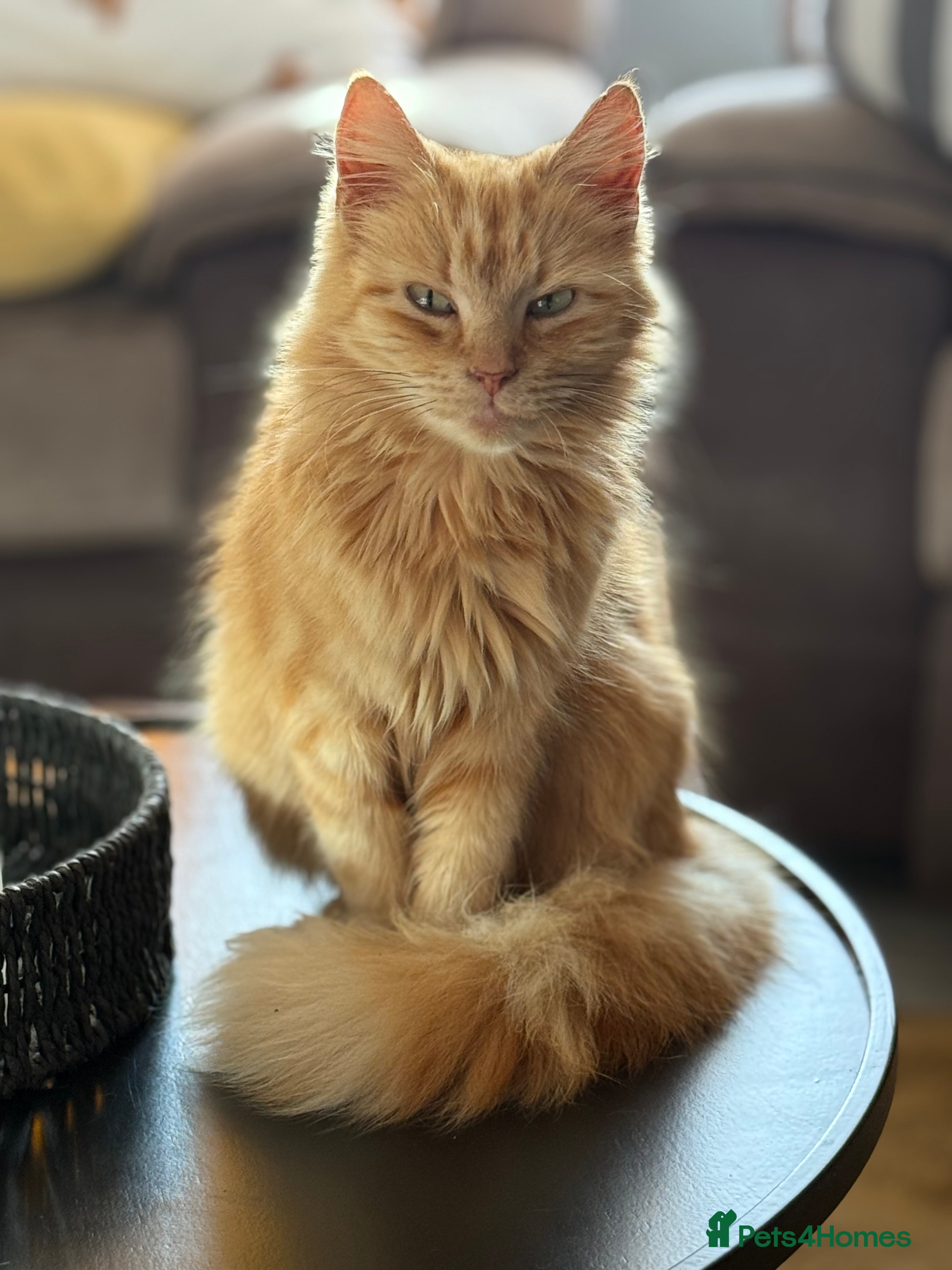 Mixed Breed cats Various house cats in Halesowen - Advert 1