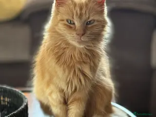 Mixed Breed cats Various house cats in Halesowen - Advert 1