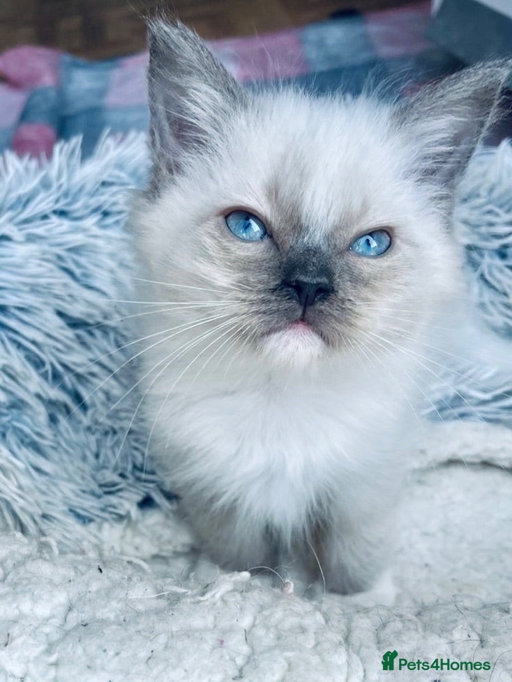 Ragdoll cats 4 full pedigree ragdoll kittens  - Advert 6