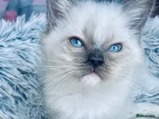 Ragdoll cats 4 full pedigree ragdoll kittens - Advert 6