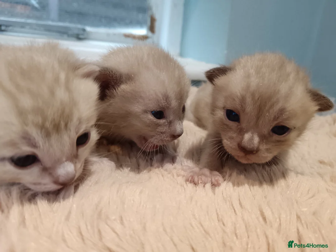 Bengal cats for sale: Tica RG pure bengals - Advert 1