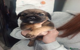 Border Terrier dogs for sale: Border terrier pups  - Image 6