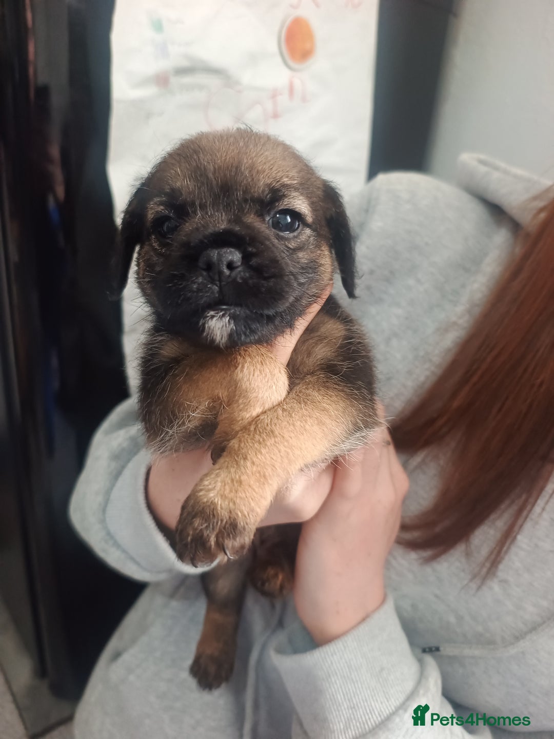 Border Terrier dogs for sale: Border terrier pups  - Image 6