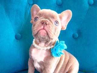 French Bulldog dogs 🌸READY TO GO Blue,New Shade🌸 - Advert 10