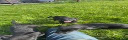 Labrador Retriever dogs for sale: Kc black Labrador puppies  in Welshpool - Advert 6