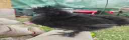 Chickens poultry for sale: 2 silkies unsexed - Advert 3