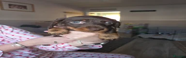 Dachshund Puppy 4