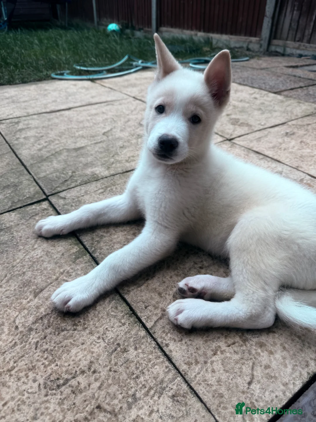 Huskita dogs for sale: Huskita puppy - Advert 5