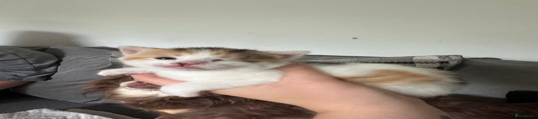 Mixed Breed Kitten 2