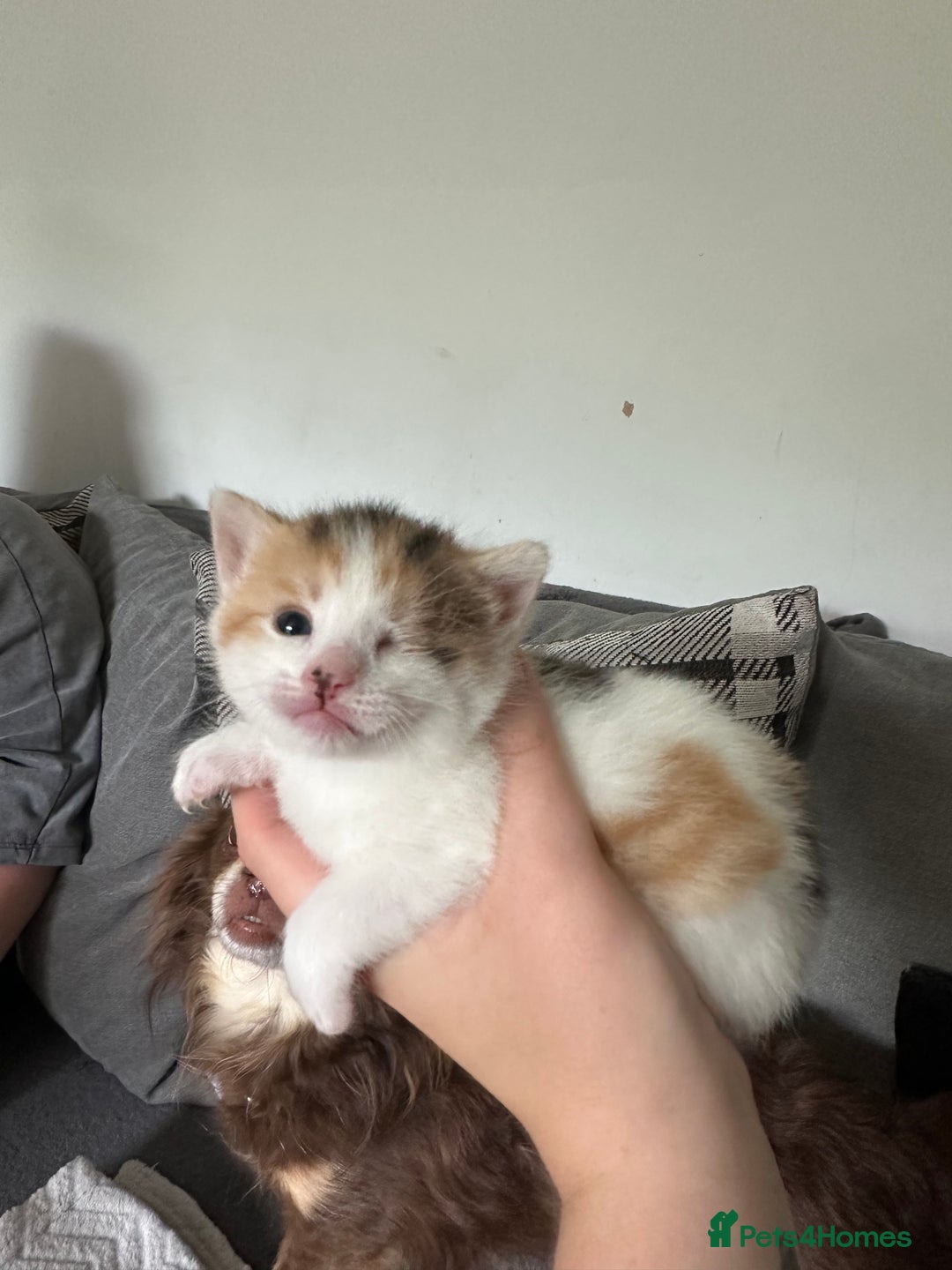 Mixed Breed cats for sale: Beautiful kittens  - Image 11