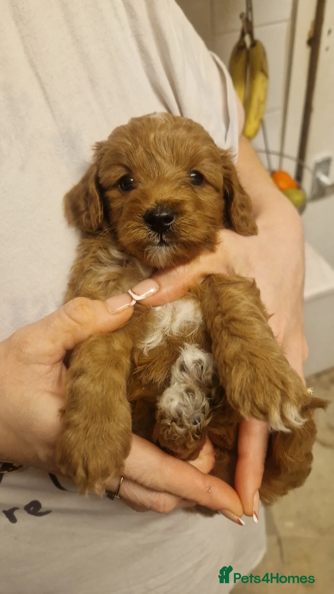 Cockapoo dogs for sale: Toy cockerpoos  - Advert 14