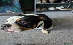 American Bulldog dogs for sale: Tank – Pocket Bulldog with Champion Bloodline - Image 4