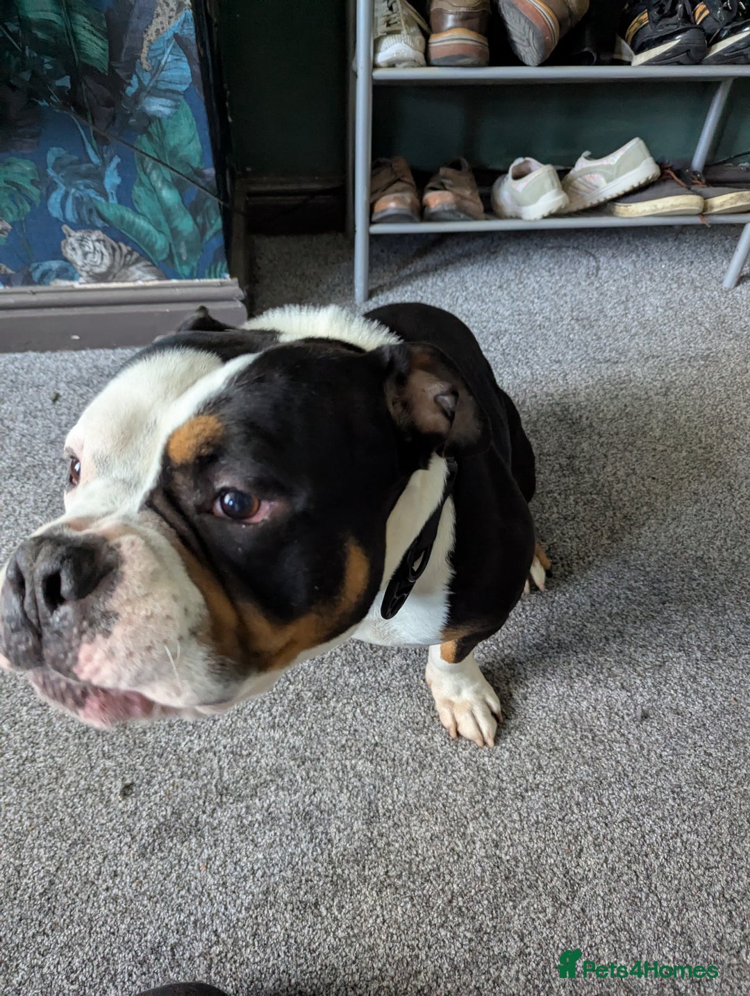 American Bulldog dogs for sale: Tank – Pocket Bulldog with Champion Bloodline - Image 4