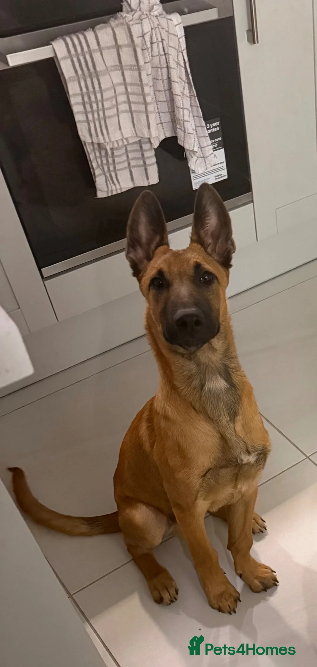 Belgian Shepherd Dog dogs for sale: Male 5month old Malinios Puppy for sale - Advert 2