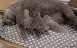 British Shorthair cats for sale: GCCF Registered British Shorthair Kittens for Sale - Image 16