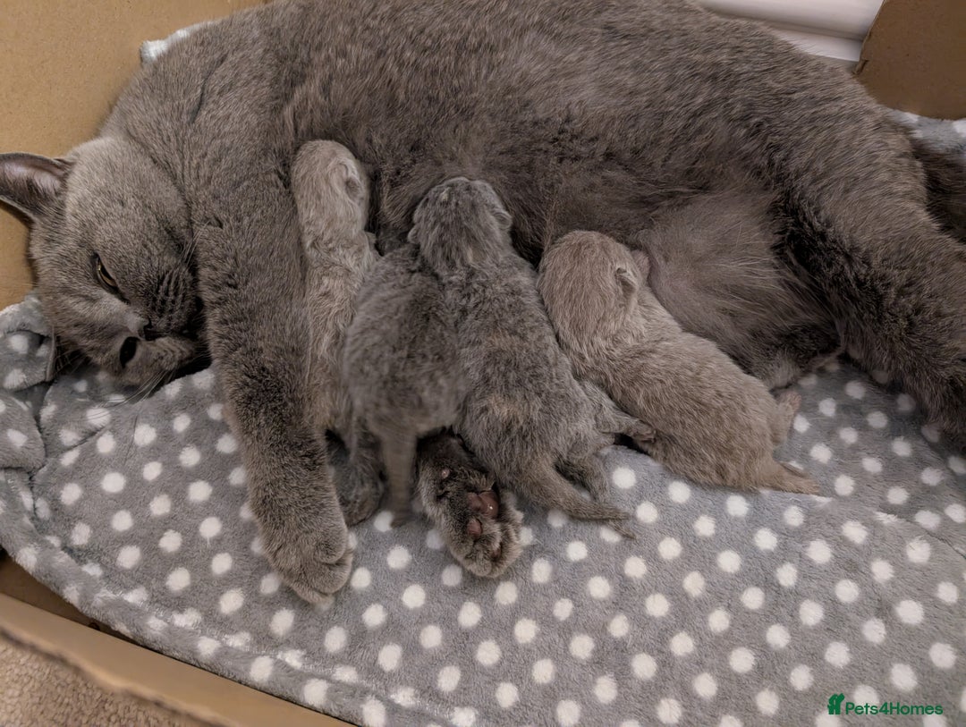 British Shorthair cats for sale: GCCF Registered British Shorthair Kittens for Sale - Image 16