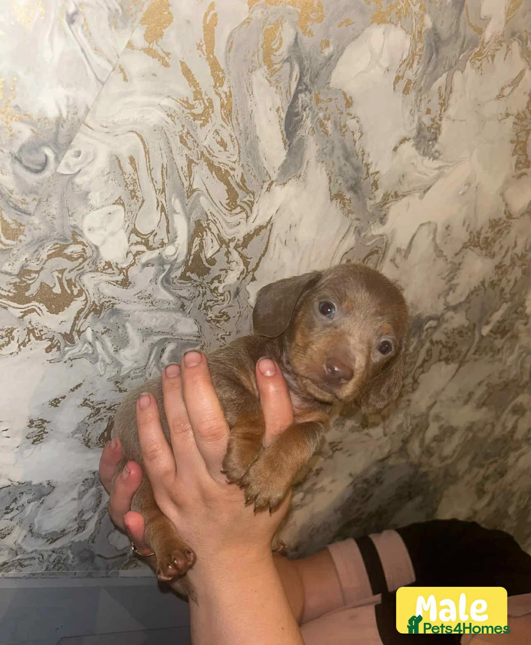 Miniature Dachshund dogs for sale: Minature Dachshund puppys  - Advert 29