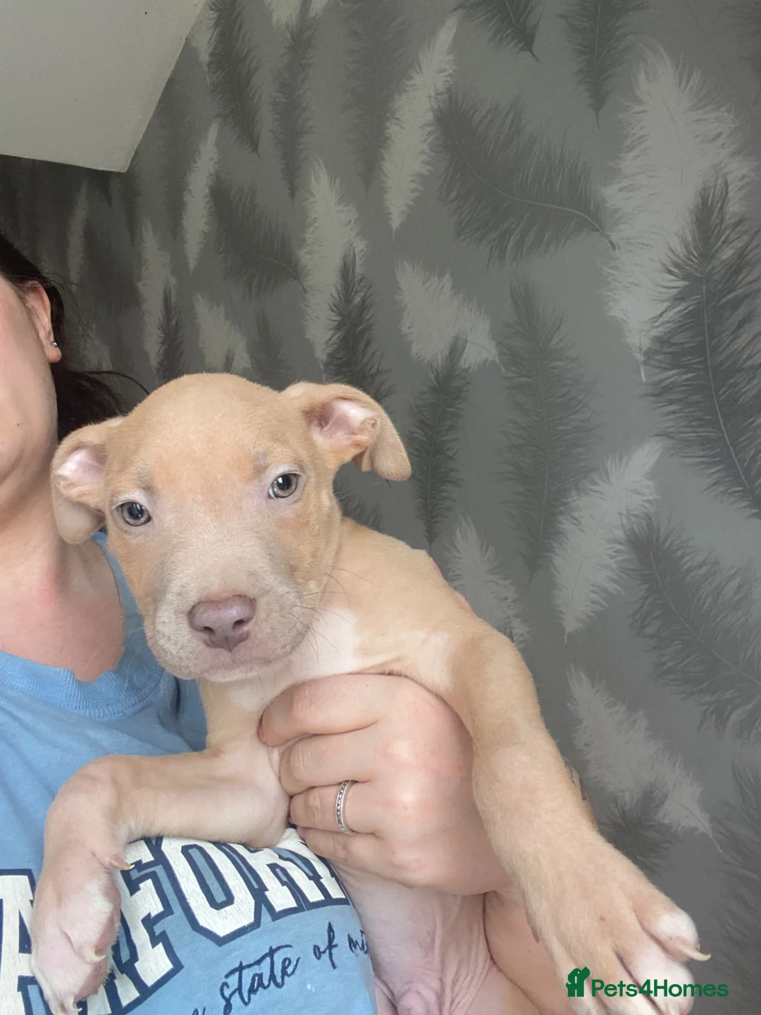 American Bully dogs for sale: LAST 3 LEFT READY TO LEAVE NOW!  - Advert 10