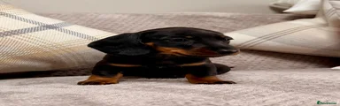 Miniature Dachshund 5