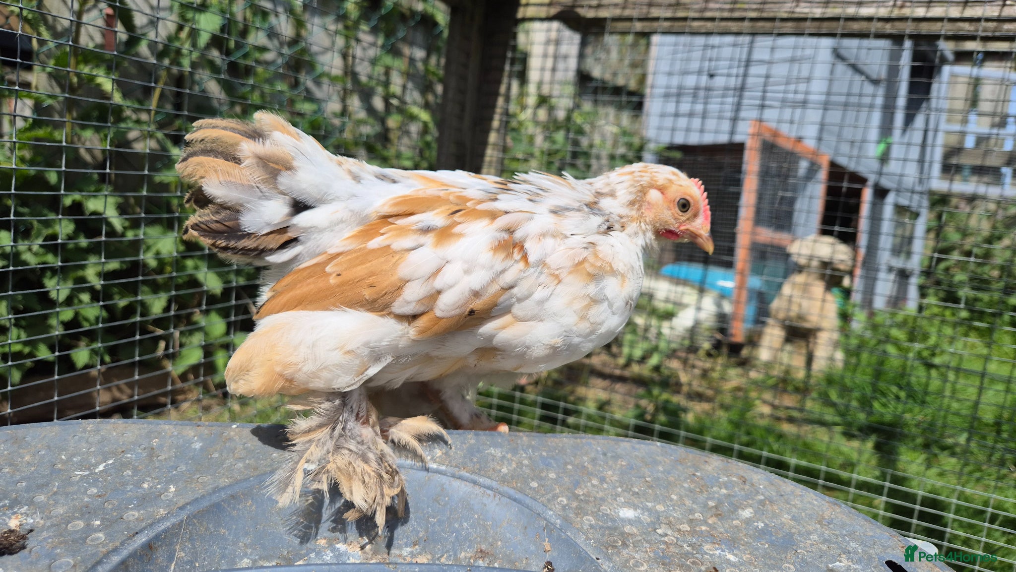 Chickens poultry Millifleur pekin bantam cockerils  - Advert 4