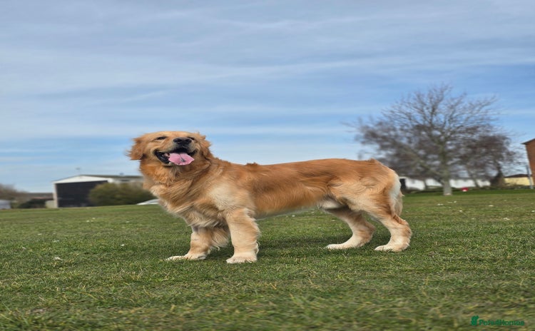 Golden Retriever dogs - Advert 3
