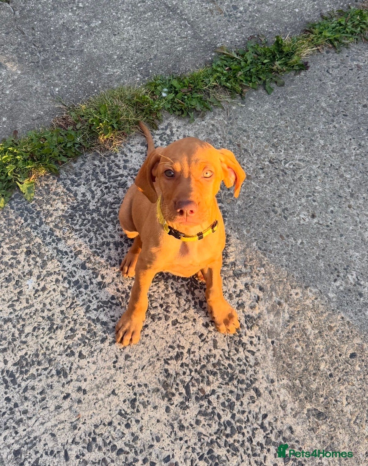 Hungarian Vizsla dogs KC Registered Hungarian Viszla litter  - Advert 6