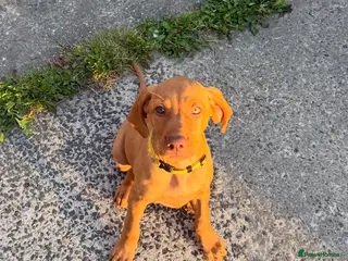 Hungarian Vizsla dogs KC Registered Hungarian Viszla litter - Advert 6