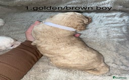 Poochon dogs for sale: F2 poochon  - Image 2