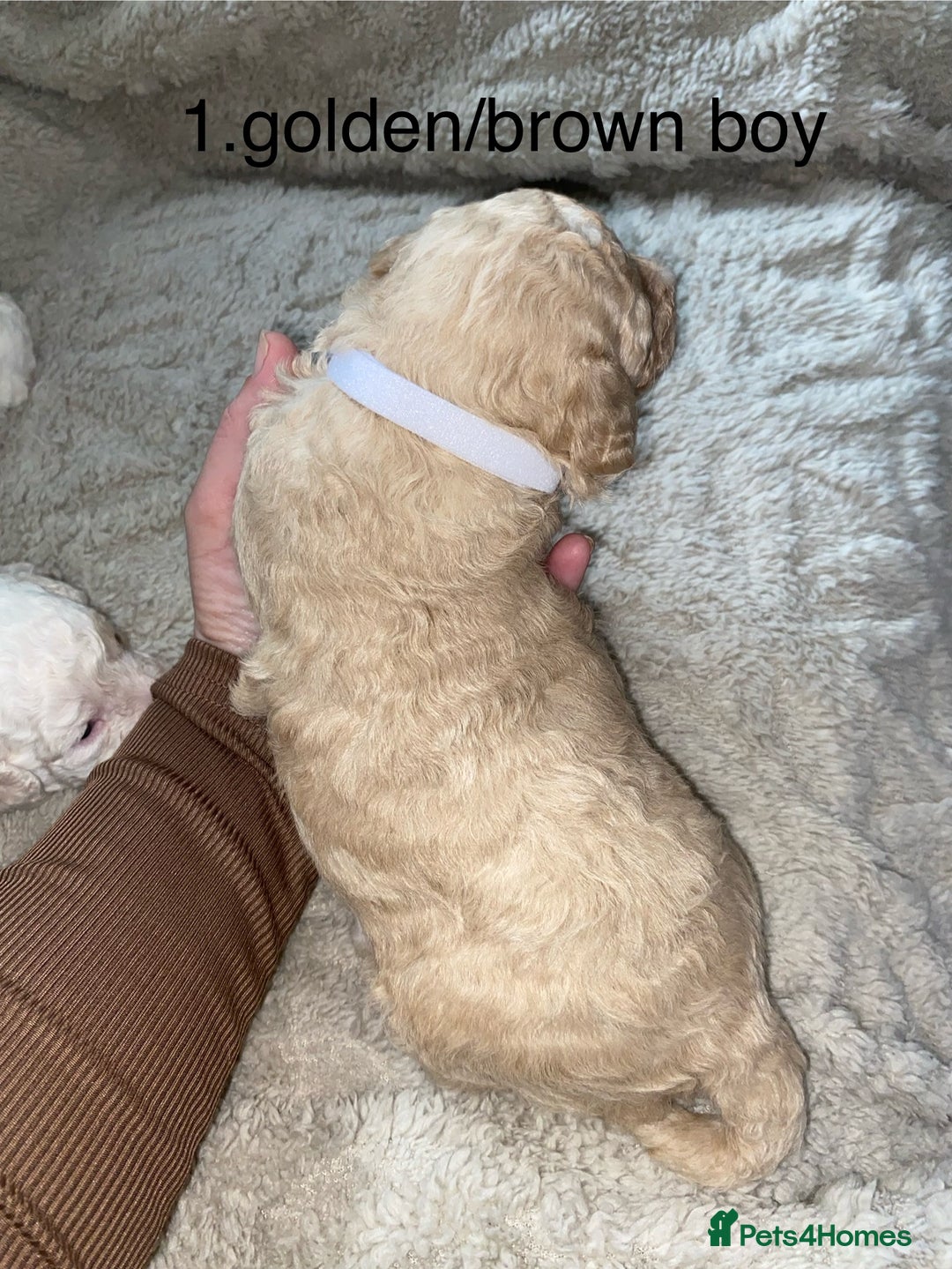 Poochon dogs for sale: F2 poochon  - Image 2