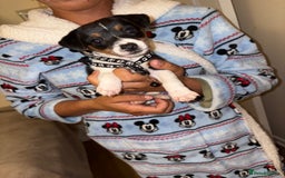 Jack Russell dogs for sale: Jack Russell Pure Breed Puppy’s  - Image 22