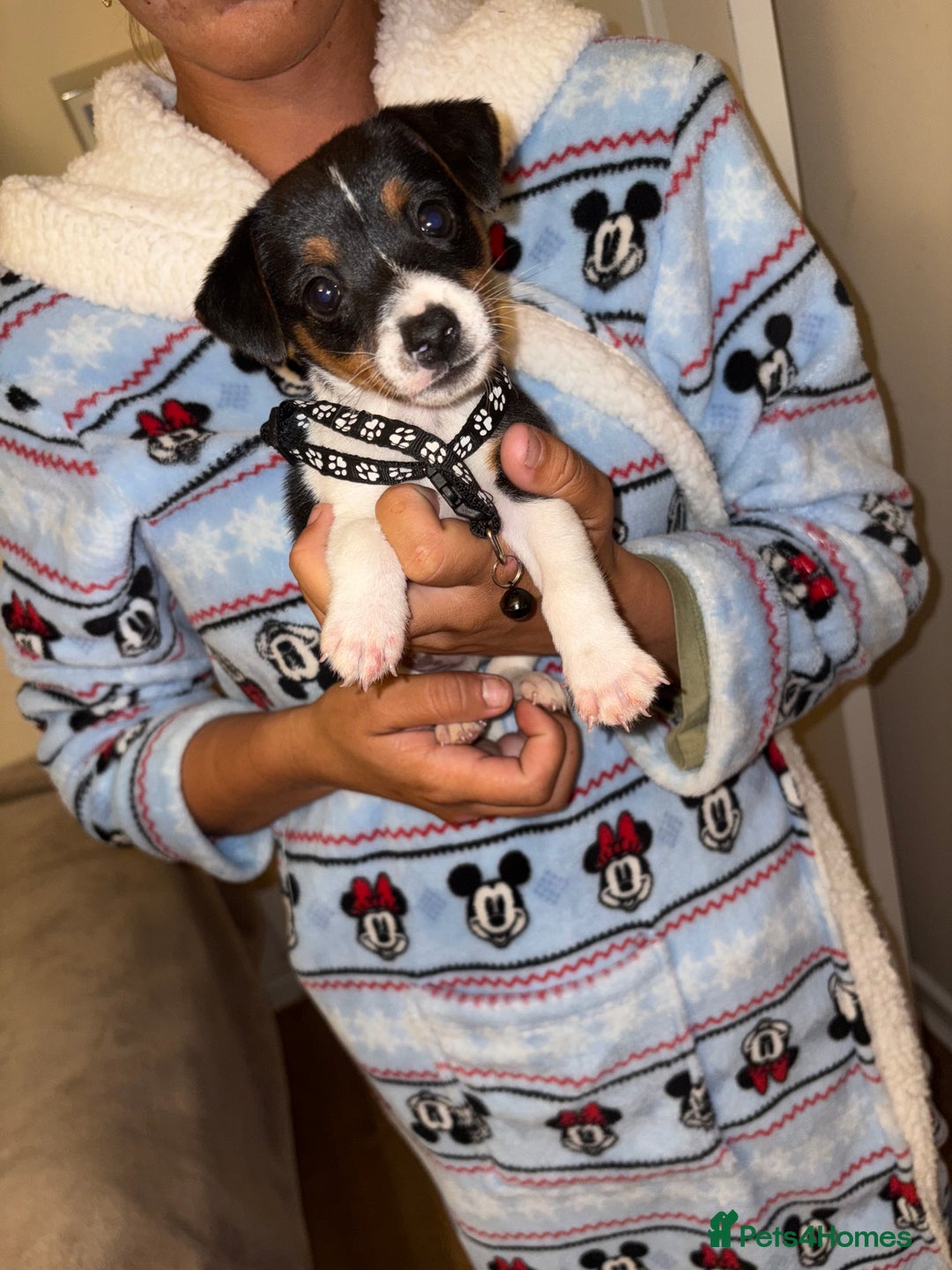 Jack Russell dogs for sale: Jack Russell Pure Breed Puppy’s  - Image 22