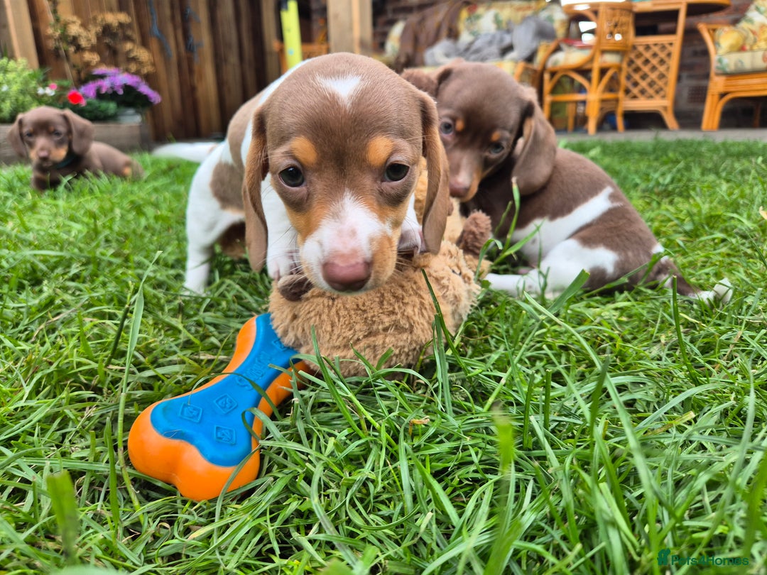 Miniature Dachshund dogs for sale: Miniature sausages Kc reg  in Wigan - Image 8