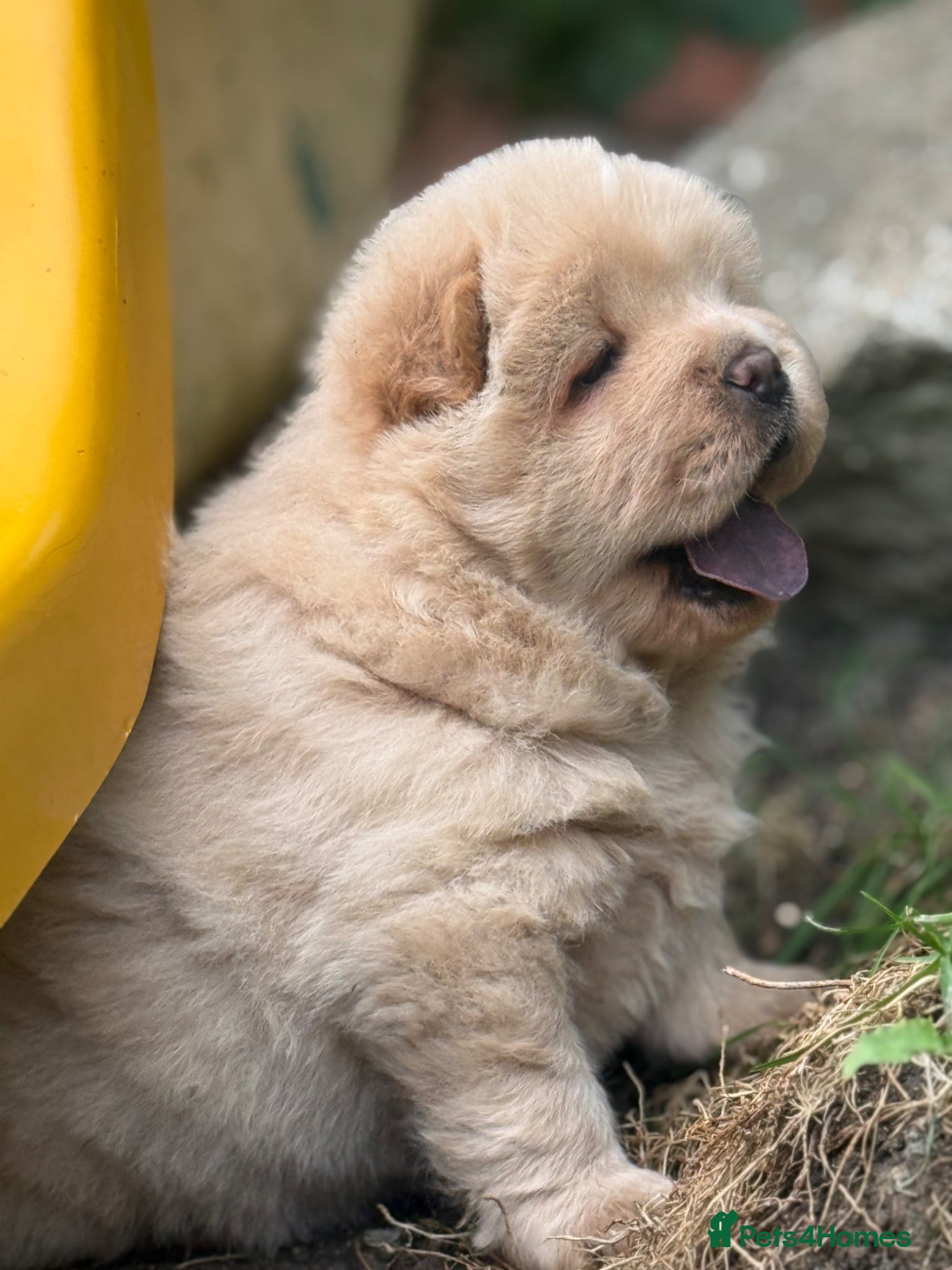 Chow Chow dogs Platinum chow chow  - Advert 7