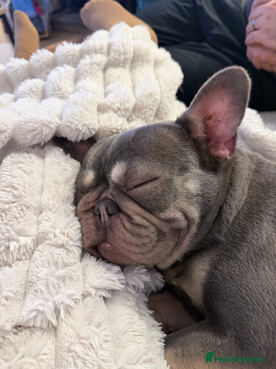 French Bulldog dogs for sale: Female French Bulldog - Advert 7
