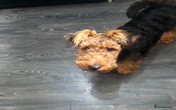 Welsh Terrier dogs for sale: Welsh Terrier - Image 3