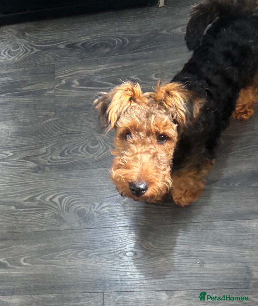 Welsh Terrier dogs for sale: Welsh Terrier - Image 3