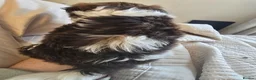 Shih Tzu dogs for sale: Boy shihtzu  in Wakefield - Advert 33