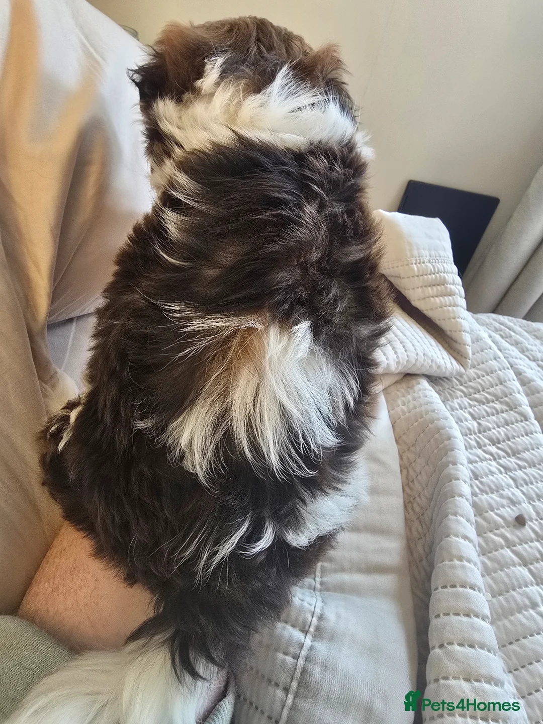 Shih Tzu dogs for sale: Boy shihtzu  in Wakefield - Advert 33