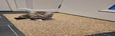 British Shorthair Kitten 1