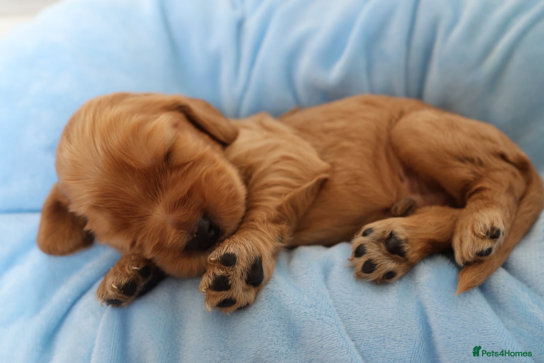 Cocker Spaniel dogs for sale: Beautiful family SHOW cocker spaniels - Image 19
