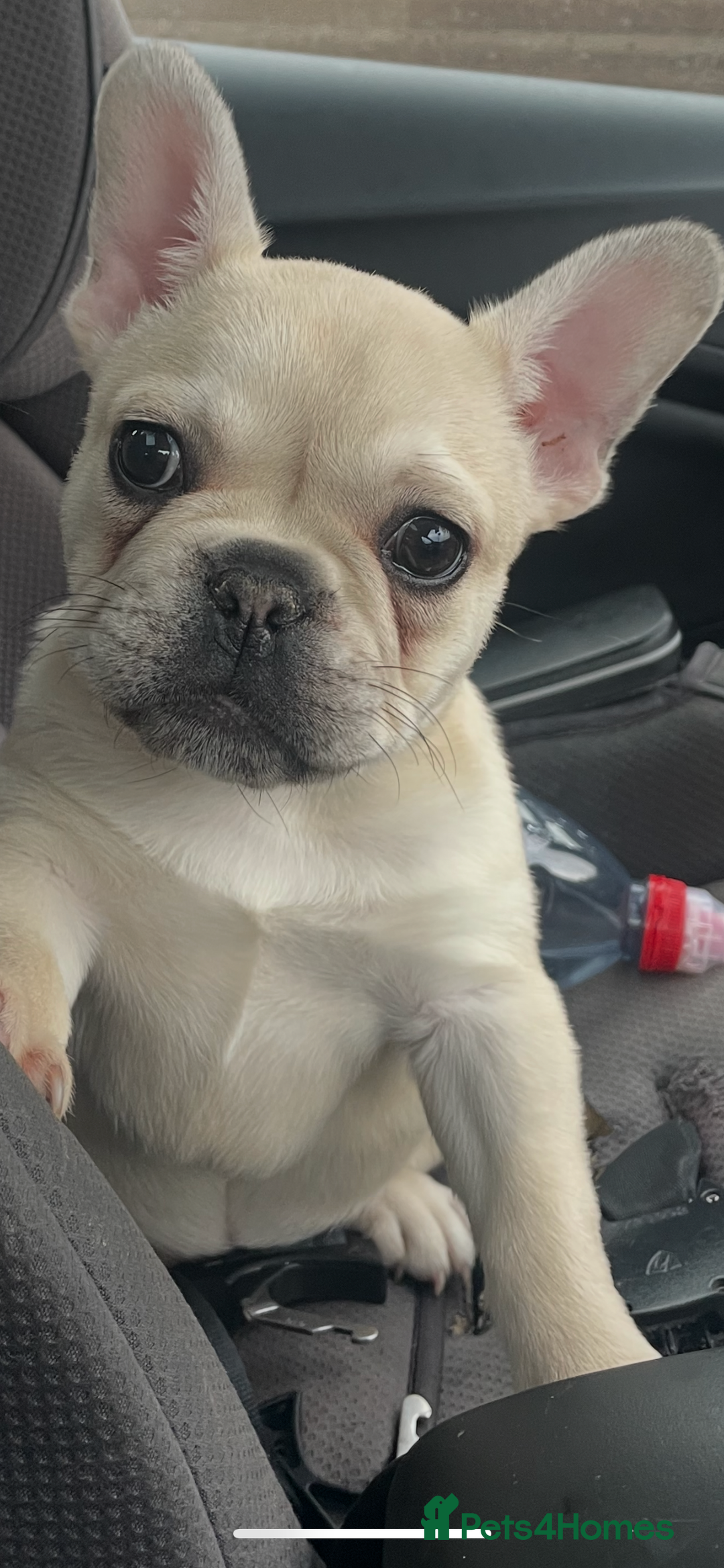 French Bulldog dogs for sale: 2 beautiful French bulldog puppies - Advert 3