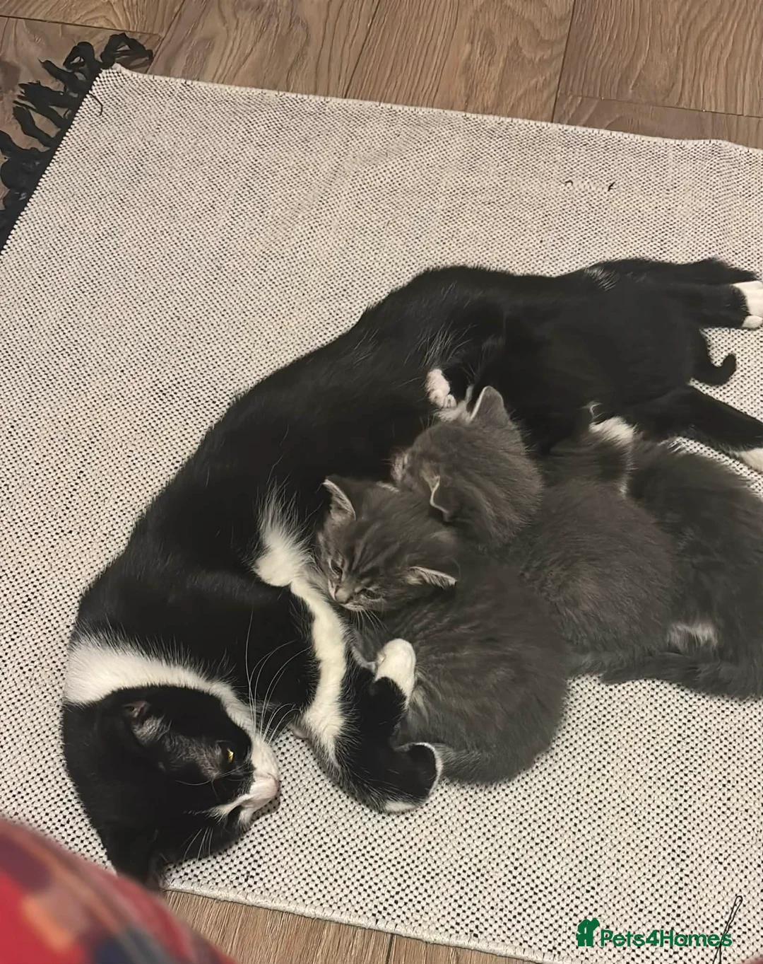 Domestic Shorthair cats for sale: Adorable gey kittens ready soon in Middlesbrough - Advert 2