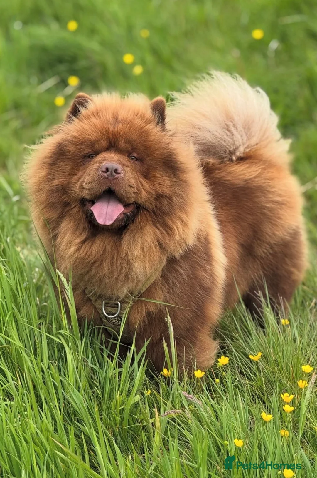 Chow Chow dogs for sale: Chocolate Baby Chow Chow  in London - Advert 2