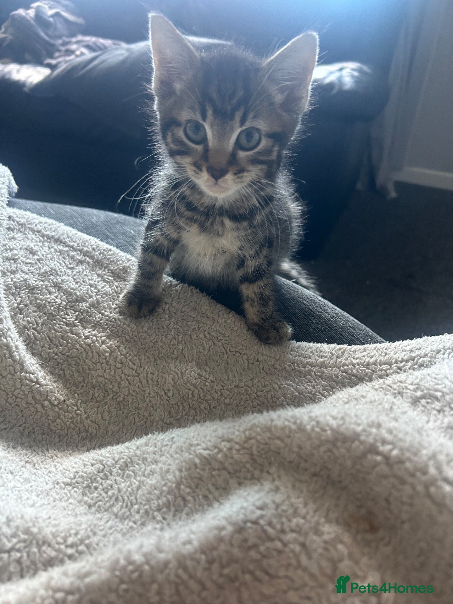 Mixed Breed cats Male kitten - Advert 2